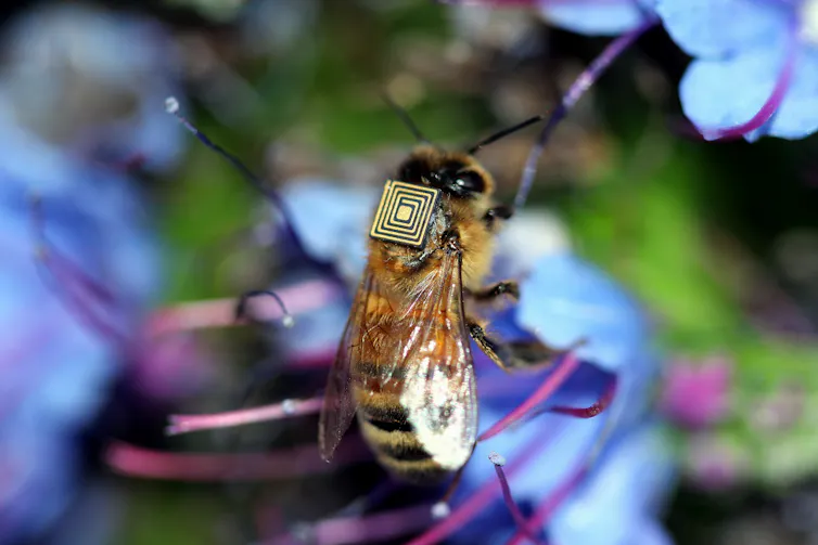 Bee Backpacker Can backpacking flies rescue Queensland’s farmers?