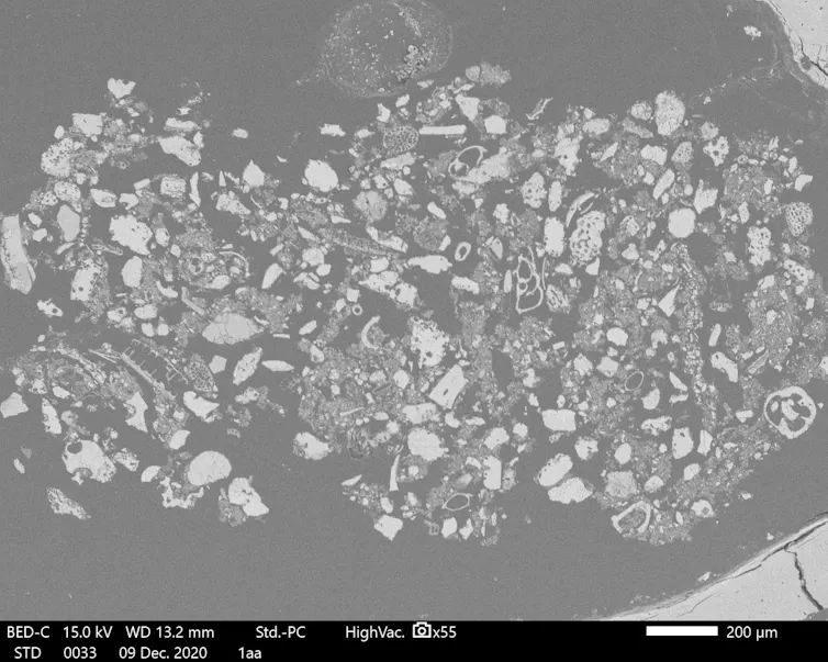 Here's a bone sample with tiny microfossils in it. These microorganisms can provide a treasure trove of information for investigators.