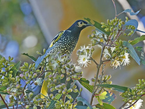 Native birds have vanished across the continent since colonisation. Now we know just how much we’ve lost