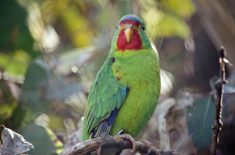 Swift parrot