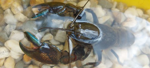 It may not be cute, but here’s why the humble yabby deserves your love