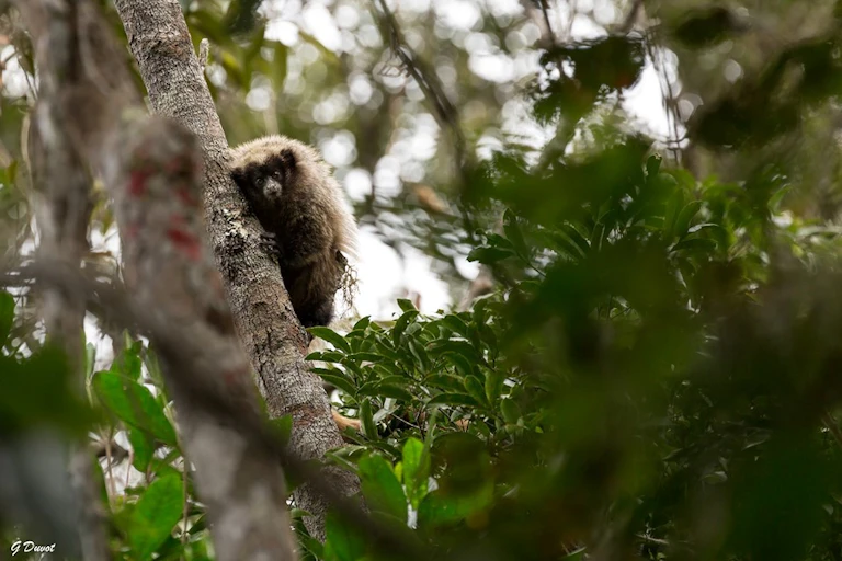 Jeune singe accroché à un tronc, à moitié dissimulé derrière
