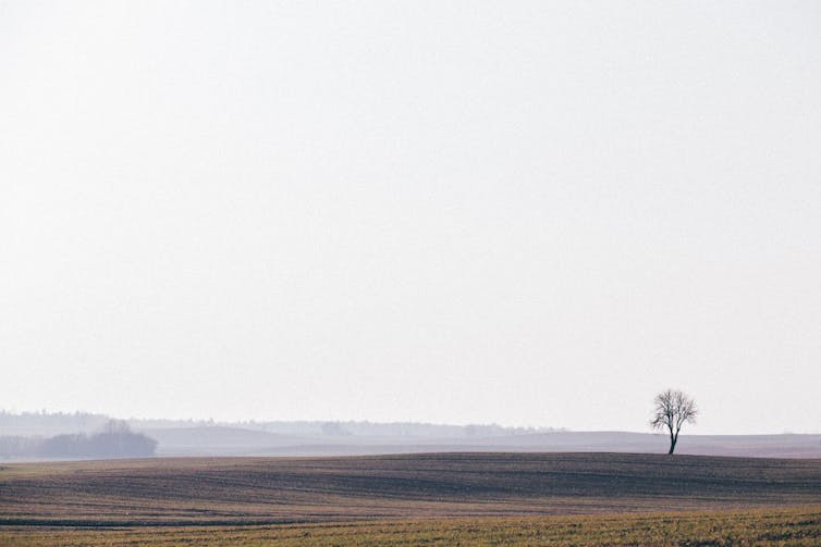 A single tree under a white sky