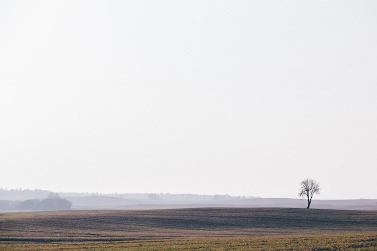 A single tree under a white sky