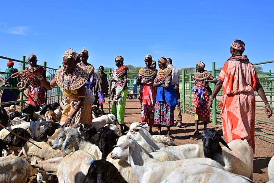 Northern Kenya women gather goats for sale