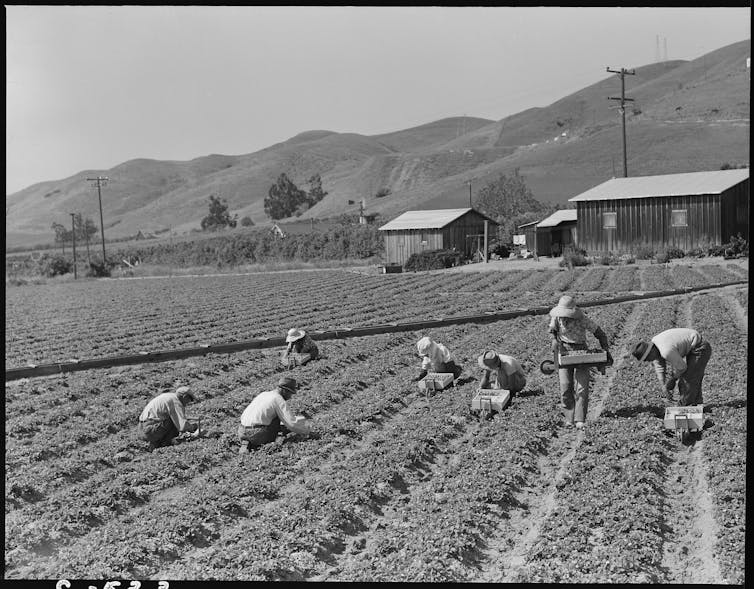 A black-and-white photo depicts seven people squatting in a strawberry field holding harvesting boxes, with mountains and farm buildings visible behind them.