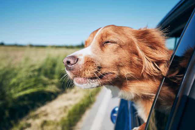 Light brown retriever sticking head out of the window of a moving car