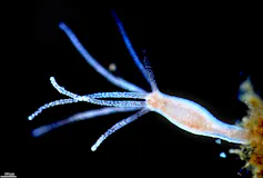 Autorregeneración: de lo que nuestro cuerpo es capaz 2 La hidra (2cm en su mayor tamaño) tiene un cuerpo tubular en cuya parte superior se extienden los tentáculos (dispuestos alrededor de la boca-ano del animal)