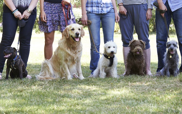 A group of dogs with their owners at a training class