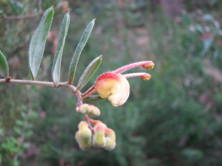 Grevillea