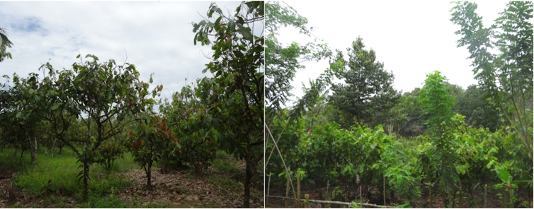 Pohon jati pohon mangga dan pohon pisang termasuk sumber daya alam