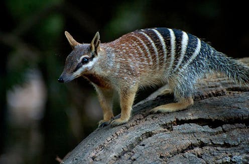 We've decoded the numbat genome – and it could bring the thylacine's resurrection a step closer