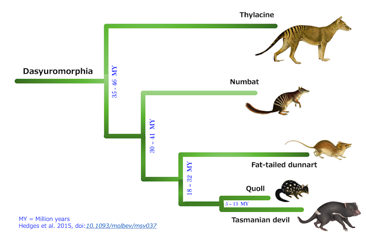 Evolutionary relationship between numbats and thylacines