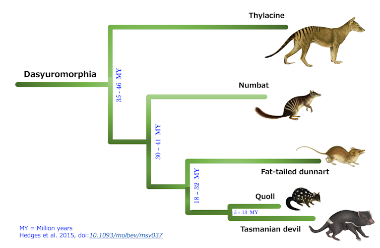 Evolutionary relationship between numbats and thylacines