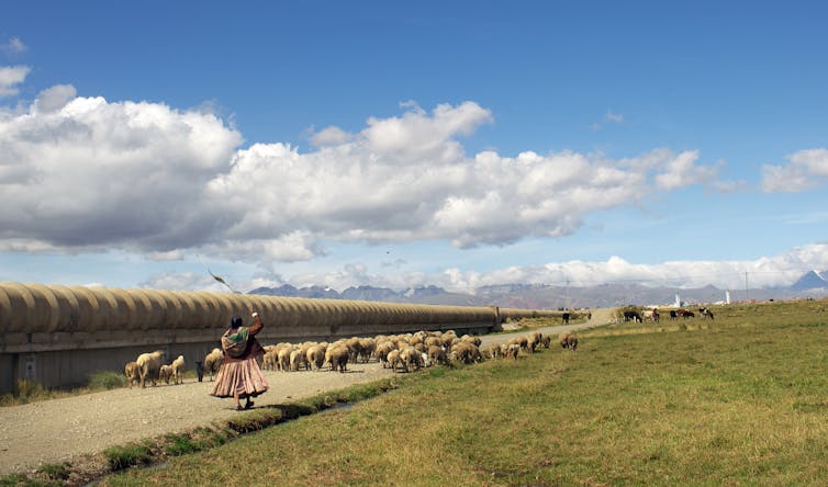 A herder moves sheep down a road next to a large water pipe with mountains in the background.