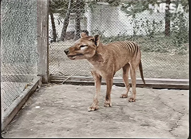 Colourised photo of thylacine in cage