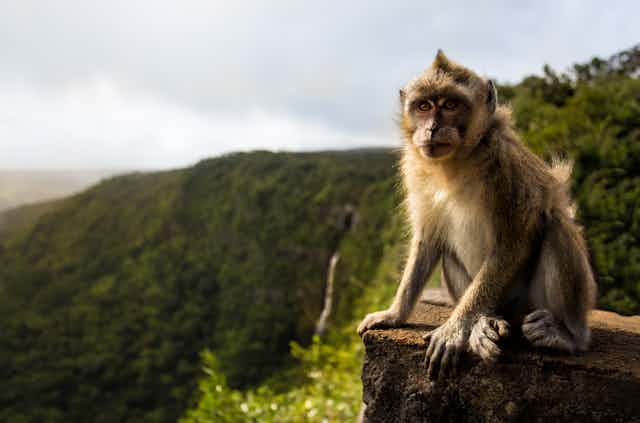 A macaque monkey sits on a cliff