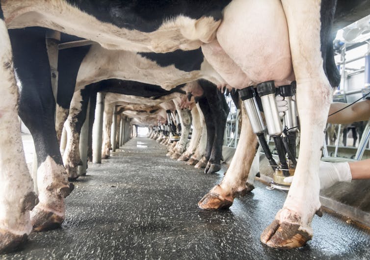 A row of cows being milked, viewed from the udders.