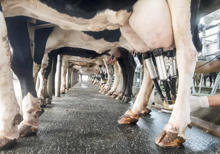 A row of cows being milked, viewed from the udders.