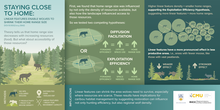 A diagram showing how the areas covered by wolves are affected by human activity