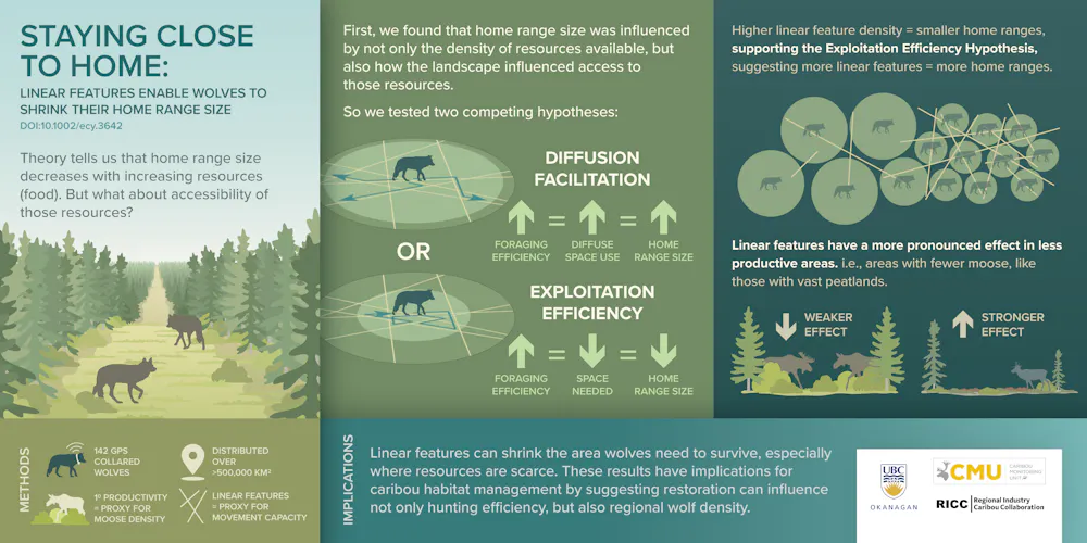 Wolves Following Humans Wolves use trails created by humans for convenient hunting and easier ...