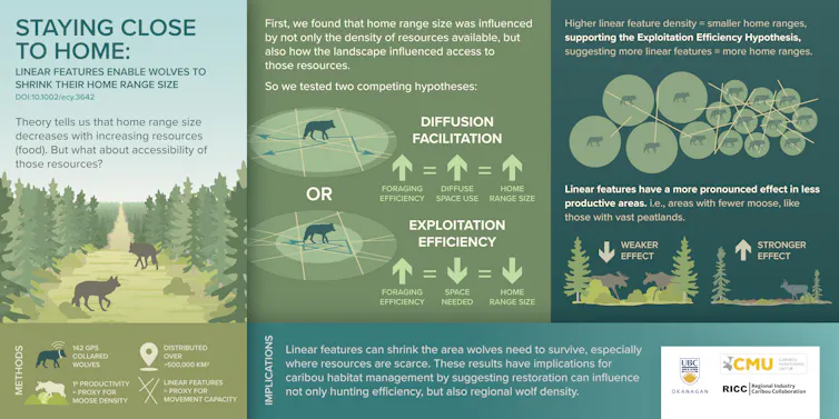 A diagram showing how the areas covered by wolves are affected by human activity