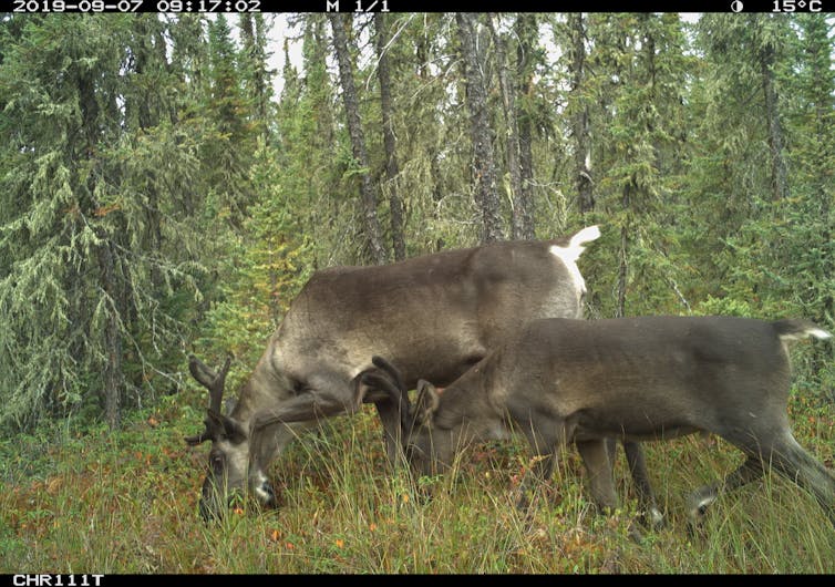 a caribou stands next to a cleared path in a forest