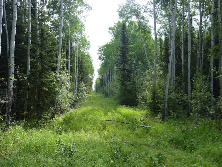 a cleared path through a forest