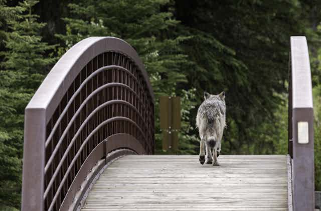 a photograph of a wolf walking across a small bridge
