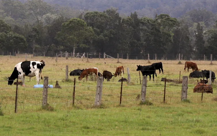 cows grazing in field