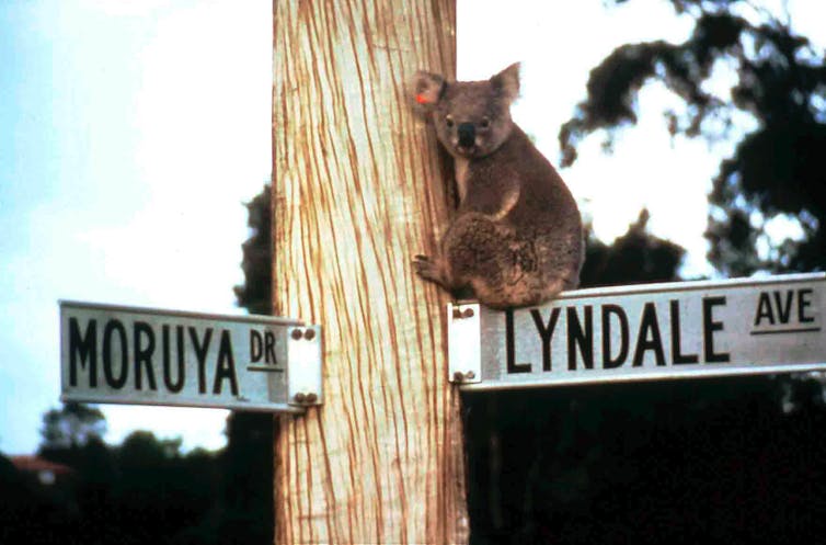koala sits on street sign