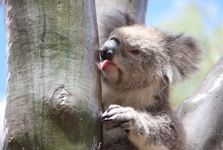 koala licks tree