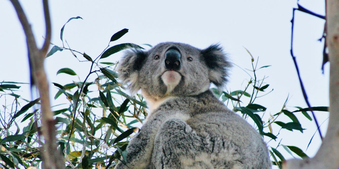 Koala listed as endangered after Australian governments fail to