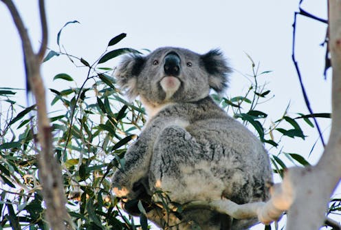 Morrison government spends $50 million saving koalas while taking away their homes