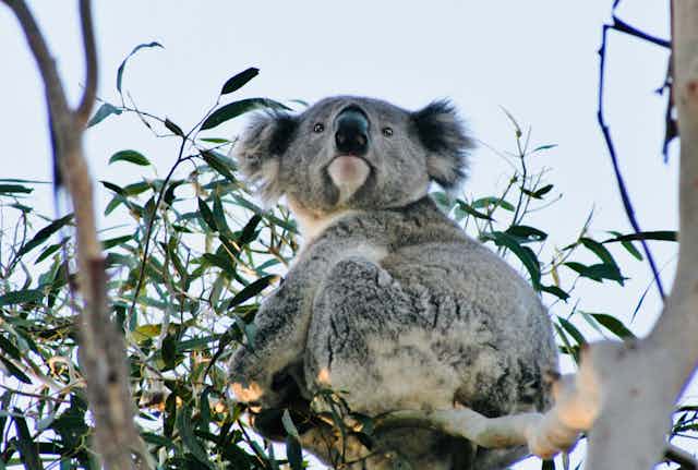 Koala sits in tree branch