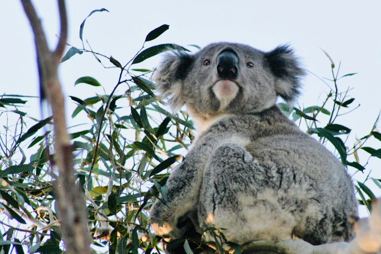 Koala sits in tree branch
