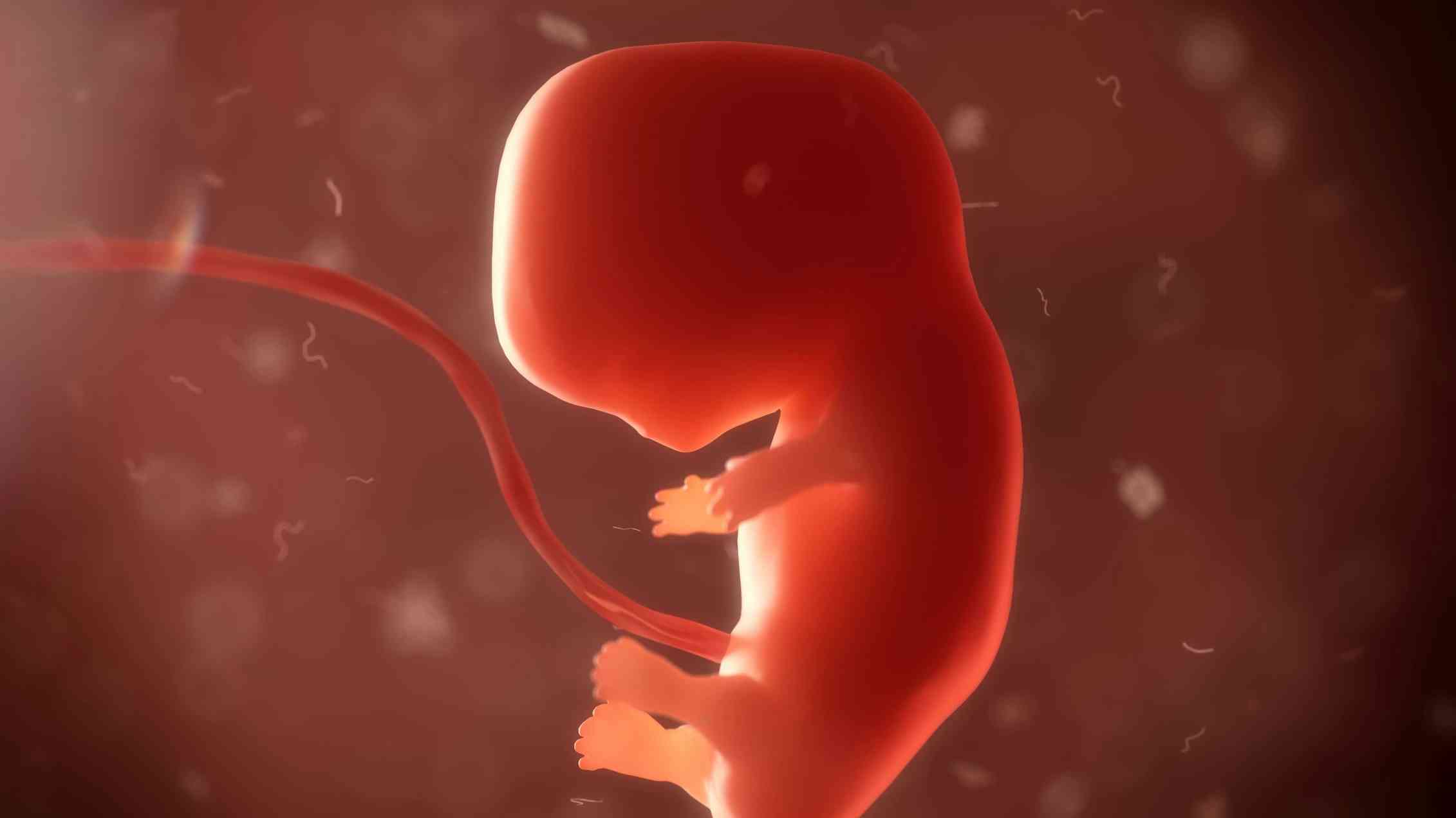 An embryo with umbilical cord