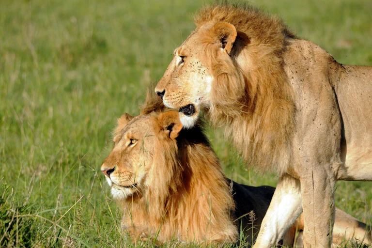 Two lions on the grass.