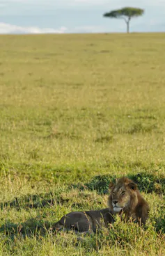 Lion on the grass with a tree in the background.