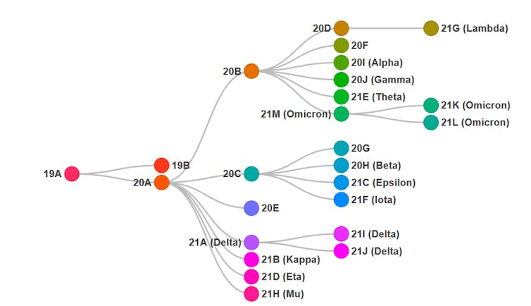 Arbre montrant les relations de parenté entre les variants, et l’évolution depuis les premières souches de SARS-CoV-2