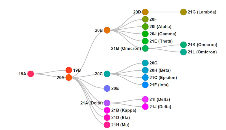 Arbre montrant les relations de parenté entre les variants, et l’évolution depuis les premières souches de SARS-CoV-2