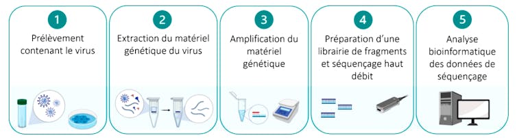 Il y a cinq cinq étapes au séquençage : prélèvement, extraction du matériel génétique viral, amplification, séquençage, analyse des résultats