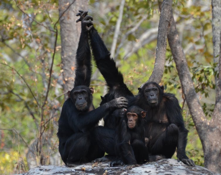 Chimpancés cercanos chocando sus manos