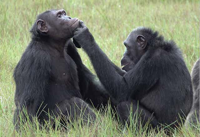 Chimpanzee female applying an insect to a wound on the face of an adult chimpanzee male