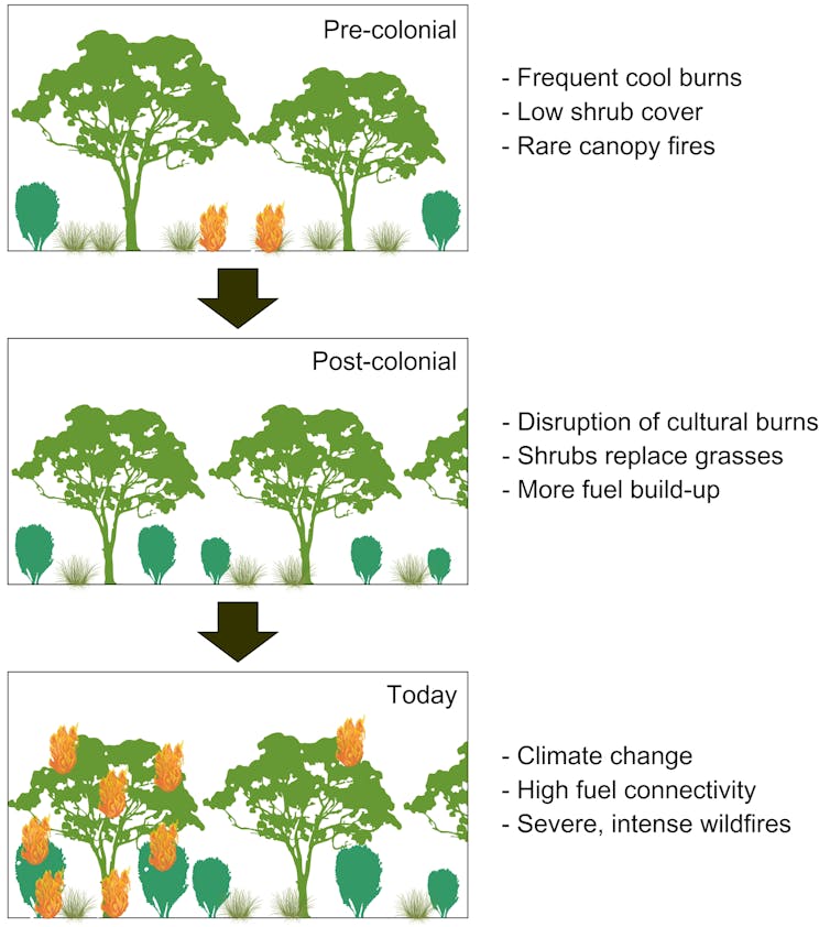 Diagram showing how vegetation changed before and after colonial settlement