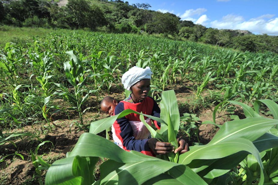 Zimbabwean woman checks her crops