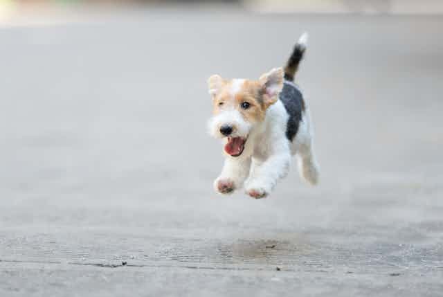 A wire-haired fox terrier puppy runs down the sidewalk.