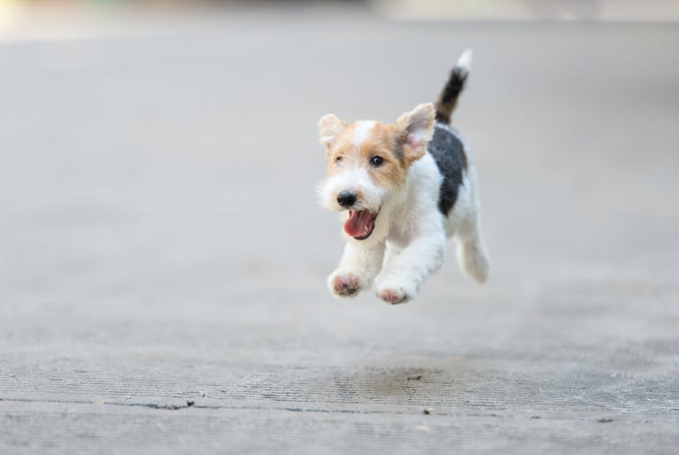 Dog Running 