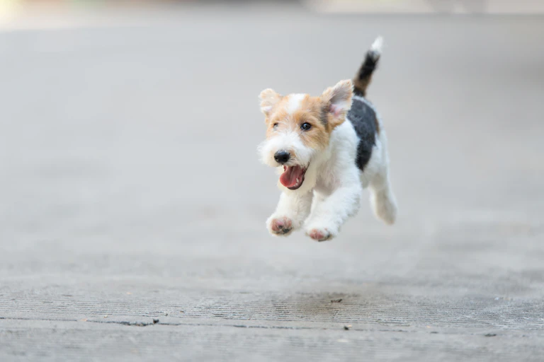 A wire-haired fox terrier puppy runs down the sidewalk.