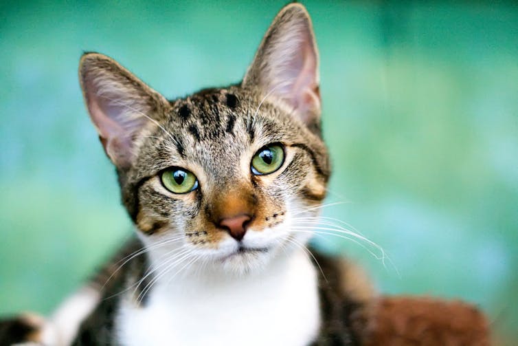 A tabby cat with a brown nose and green eyes looks at the camera.